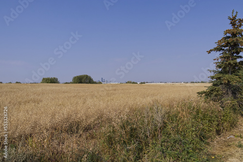 Wheat field on a Summer Day