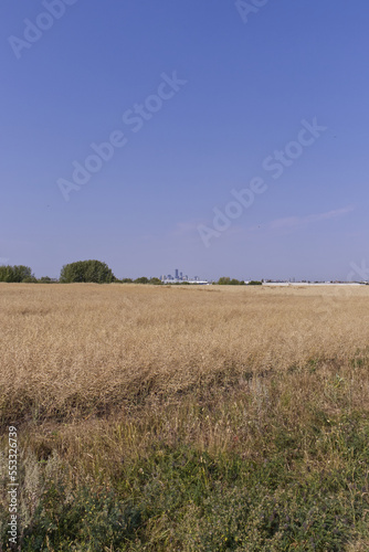 Wheat field on a Summer Day