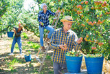Young adult man farmer with group of seasonal workers picking ripe organic pears in orchard