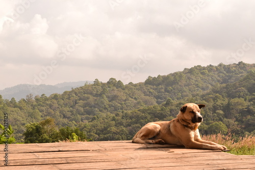 dog in the mountains