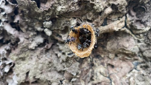 Sting less bees, heterotrigona itama hive on anthill, termite nest, clip for medicinal natural the purest honey product   photo