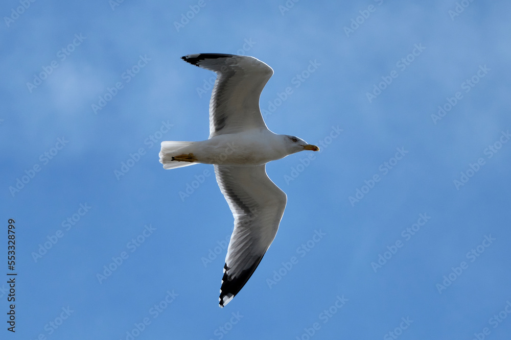 Obraz premium seagull in flight
