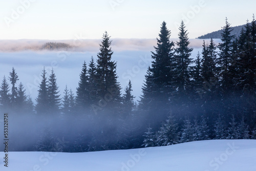 Spruce trees shrouded in misty haze in winter mountains, top view over clouds
