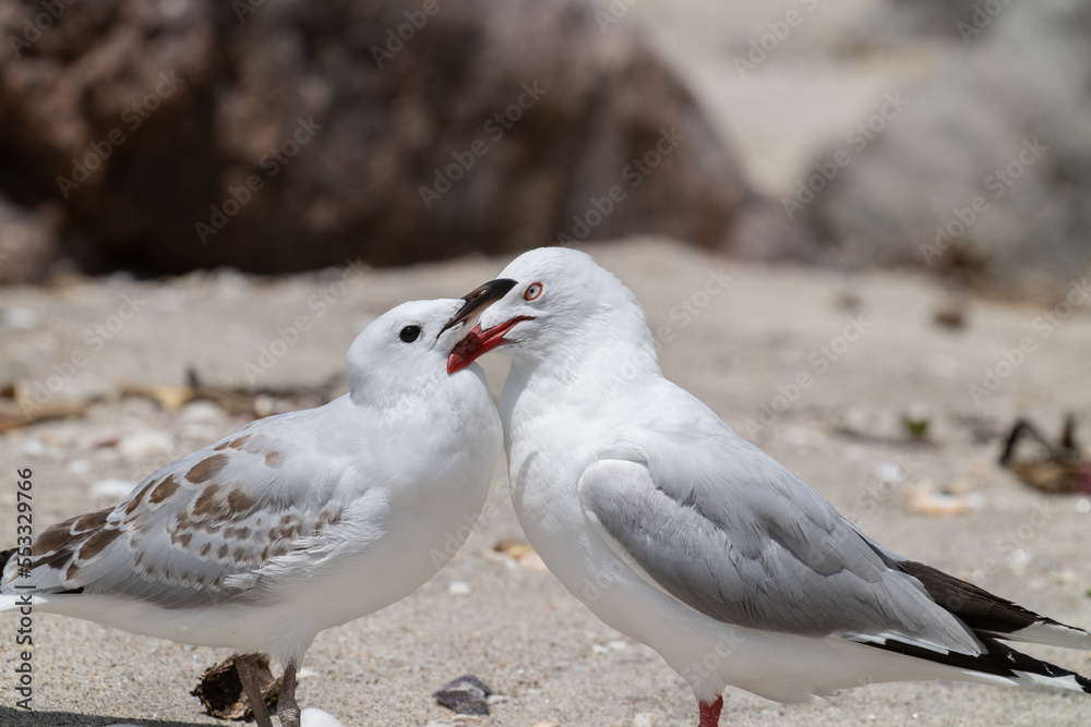 Seagull adult and juvenile nestling up to one and other on beach Seagull adult and juvenile nestling up to one and other on beach
