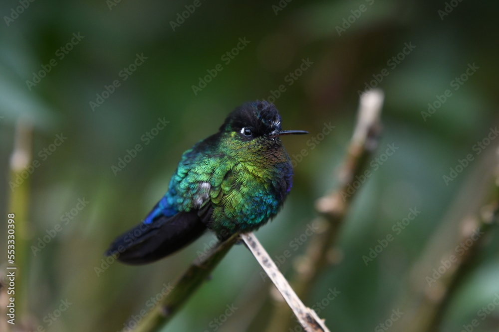 Fototapeta premium colibrie multicolor posando en una rama