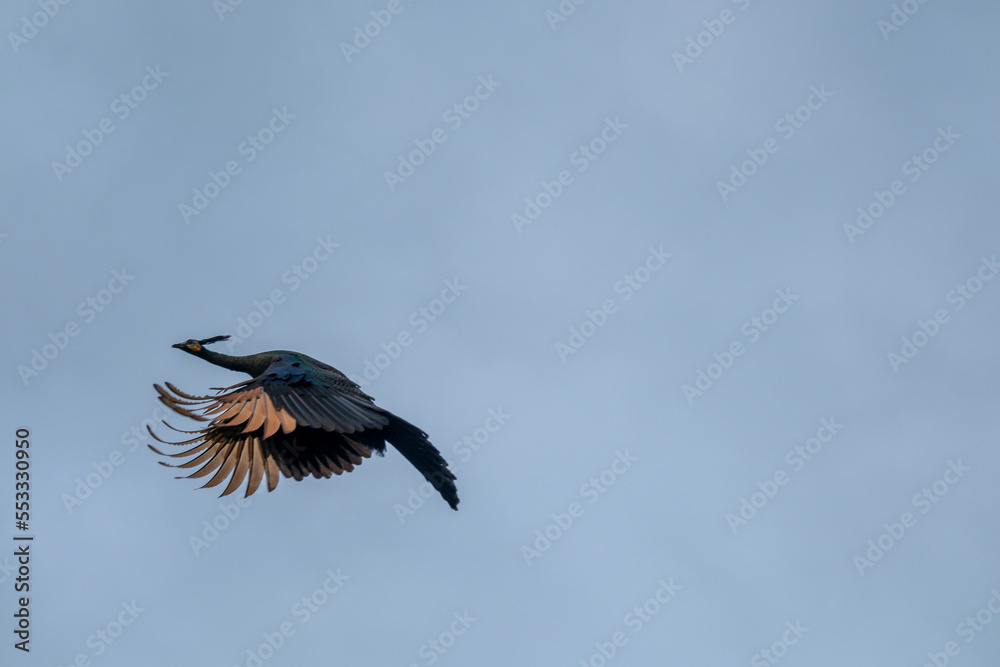 Beautiful female and male Peacock with beautiful color flying Beautiful female and male Peacock with beautiful color flying