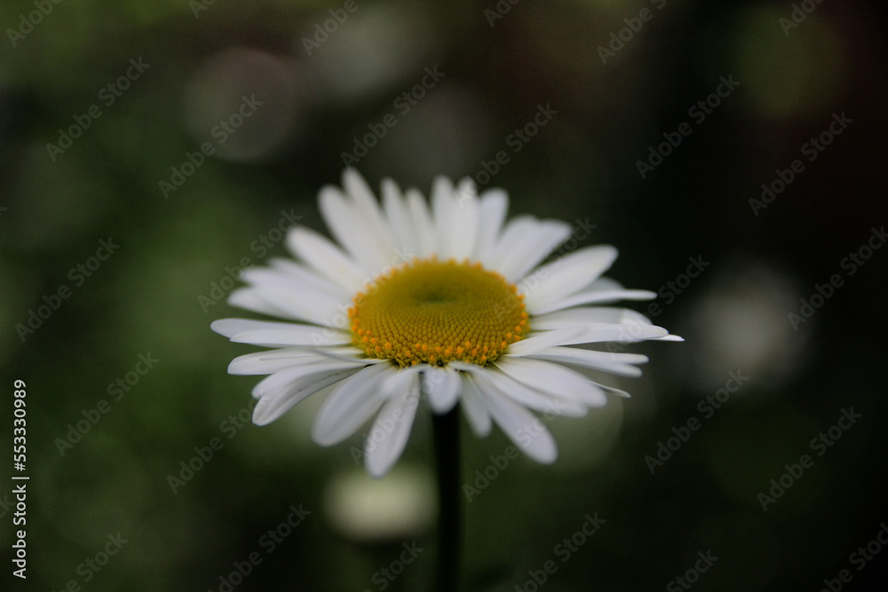 Chamomile, a summer medicinal plant in the garden. Chamomile, a summer medicinal plant in the garden.