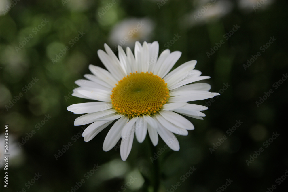 Chamomile, a summer medicinal plant in the garden. Chamomile, a summer medicinal plant in the garden.