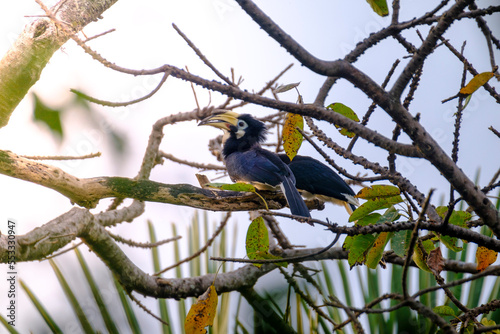 Beautiful hornbill Bird from Baluran National Park, east java, indonesia.  © alfin