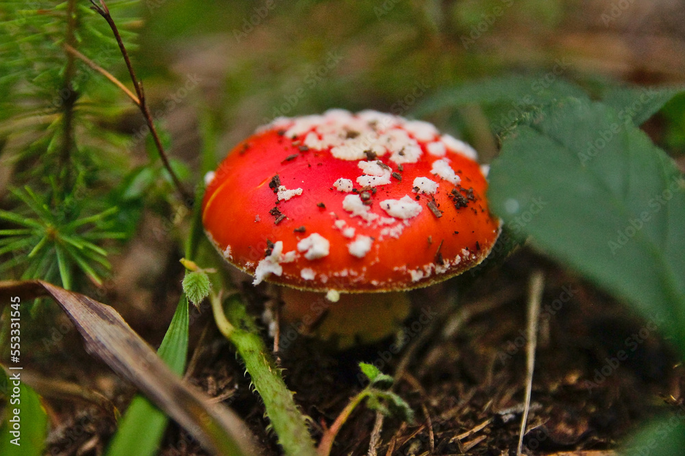 Beautiful red poisonous toadstools in the forest. Beautiful red poisonous toadstools in the forest.