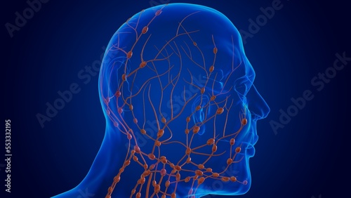 Human damage lymph nodes anatomy for medical concept 3D