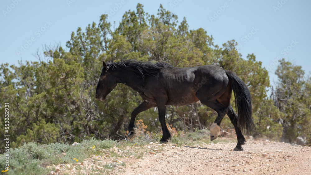 Naklejka premium Fast and powerful wild horse black stallion running across dirt road in the Pryor mountains in Wyoming United States