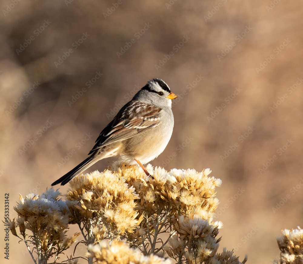 white-crowned sparrow, sparrow