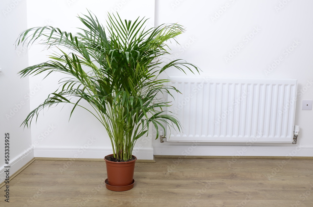 Palm plant in the pot near a radiator on the wooden floor and white wall, simple life concept. Heating concept Palm plant in the pot near a radiator on the wooden floor and white wall, simple life concept. Heating concept