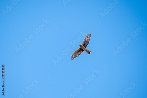 osprey in flight