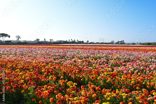 field of tulips in Carlsbad Flower Fields located just north of San Diego