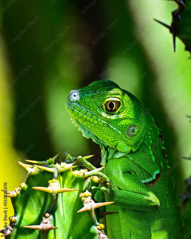 Fototapeta premium green lizard on a branch