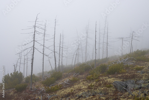 Autumn misty landscape. Dead forest on a mountain slope. Dry larch trees in the fog. Low clouds and fog in the mountains. Foggy weather. Northern nature. Magadan region  Siberia  Russian Far East.