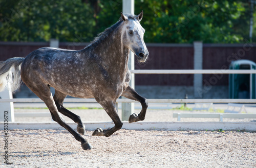 фотографія Running  speedly grey sportive horse in sportive manage.