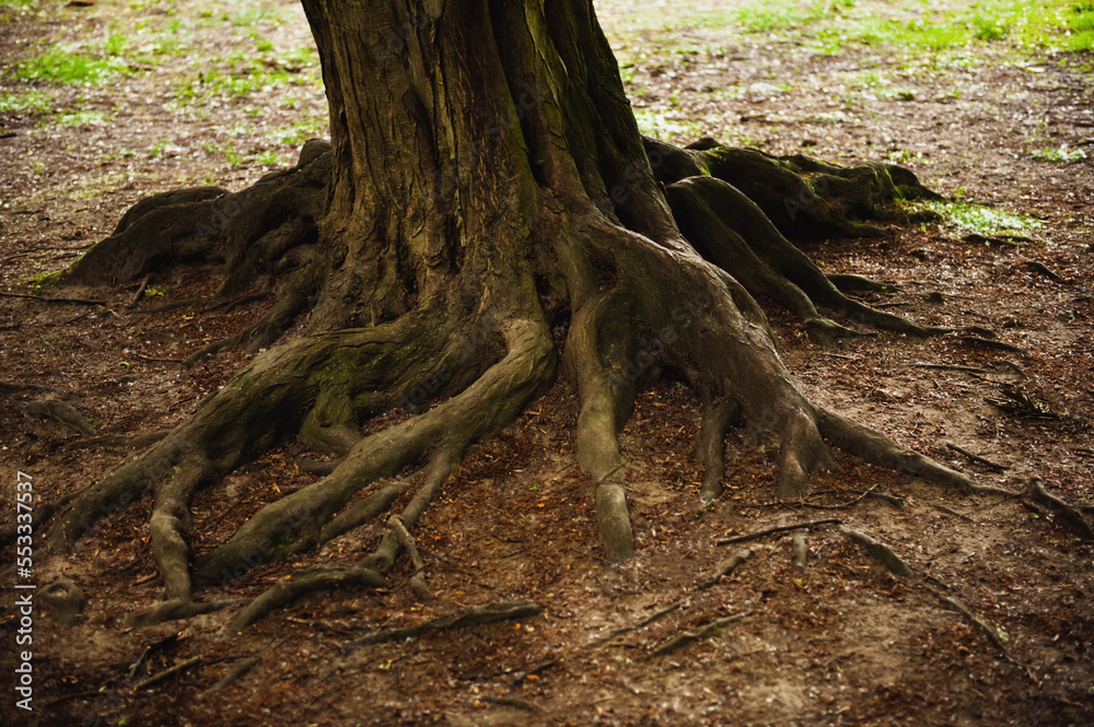 Tree roots visible through soil in forest Tree roots visible through soil in forest