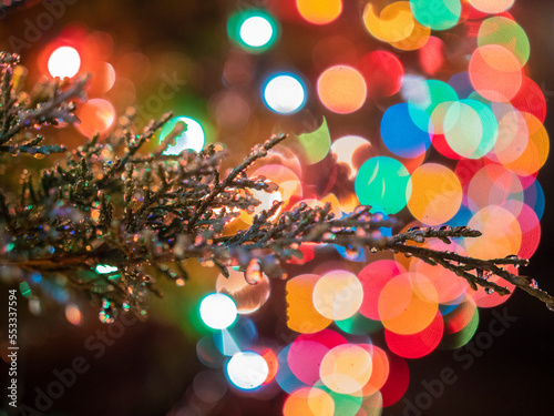 closeup of water droplets on a branch with christmas lights in the background
