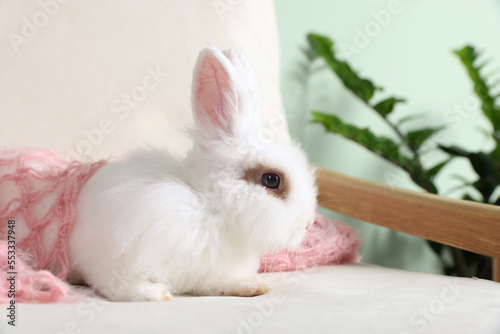 Fluffy white rabbit wrapped in soft blanket on sofa indoors. Cute pet