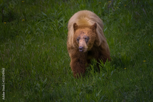 2022-12-12 A CINNAMON COLORED BEAR WALKING THROUGH A LUSH GREEN ASTURE IN YELLOWSTONE NATIONAL PARK photo