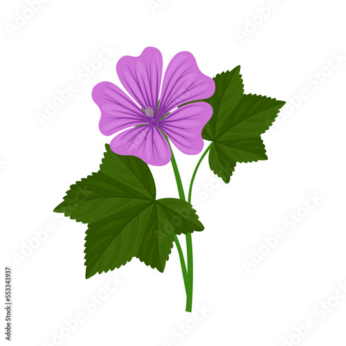 Vector illustration, mallow flower or malva flower, isolated on white background.