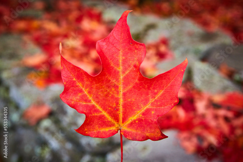 Focus on single perfect red fall leaf in center with grey and red soft background