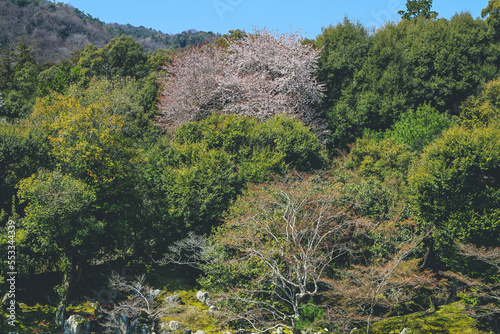 a Japanese garden at Tenryuji Temple in Arashiyama, Kyoto, Japan. photo