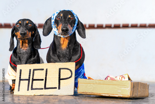 Fotomurale Two miserable dachshund dogs stand with help sign cardboard box with money begging on street asking for alms from passers-by