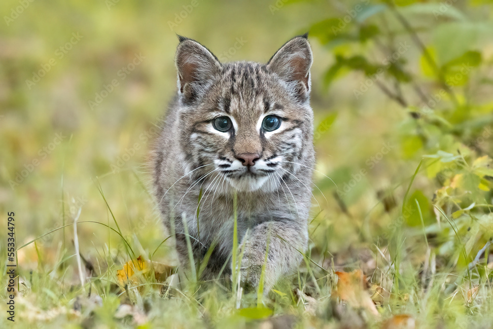 stalking cat in grass, tiny small cute fuzzy pointed ear whiskers bobcat, focused eyes stepping through forest, feline staring hunting prey, north American wildlife in controlled environment 
