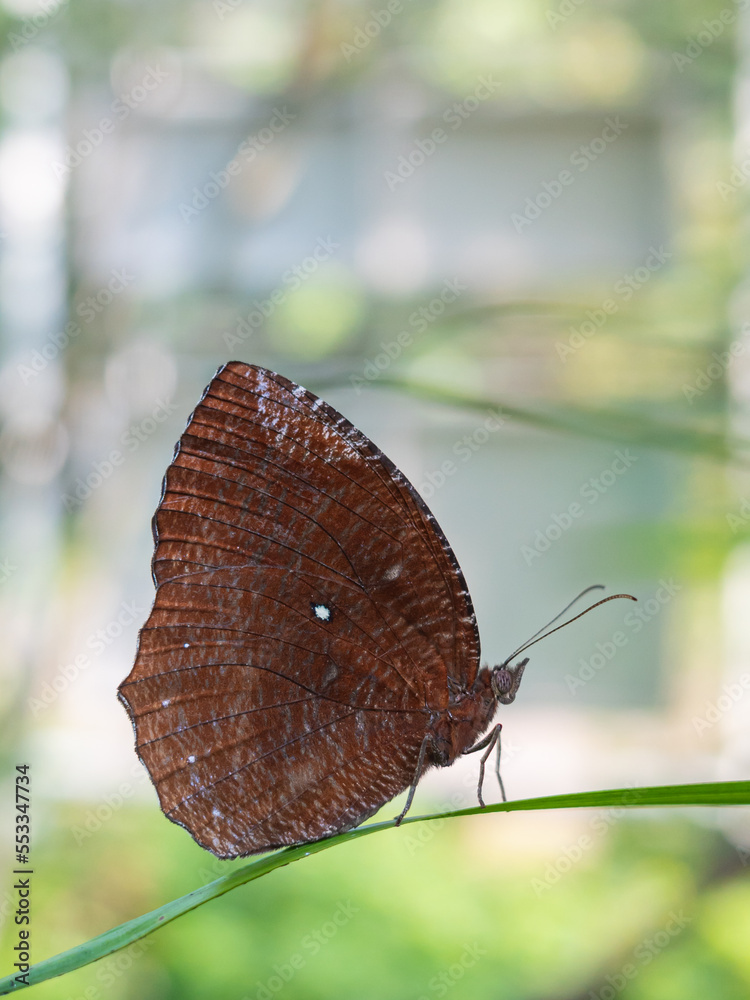 Fototapeta premium brown butterfly perched on a leaf