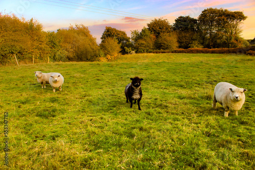 sheep in a pasture at sunset