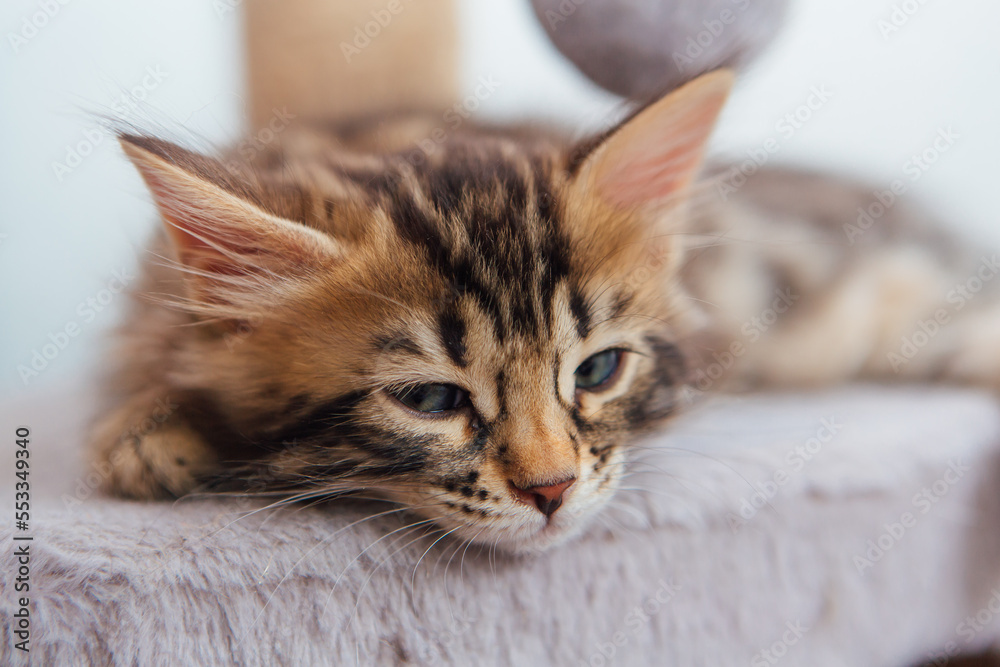 Cute bengal kitten sleeping on a soft cat's shelf of a cat's house ...
