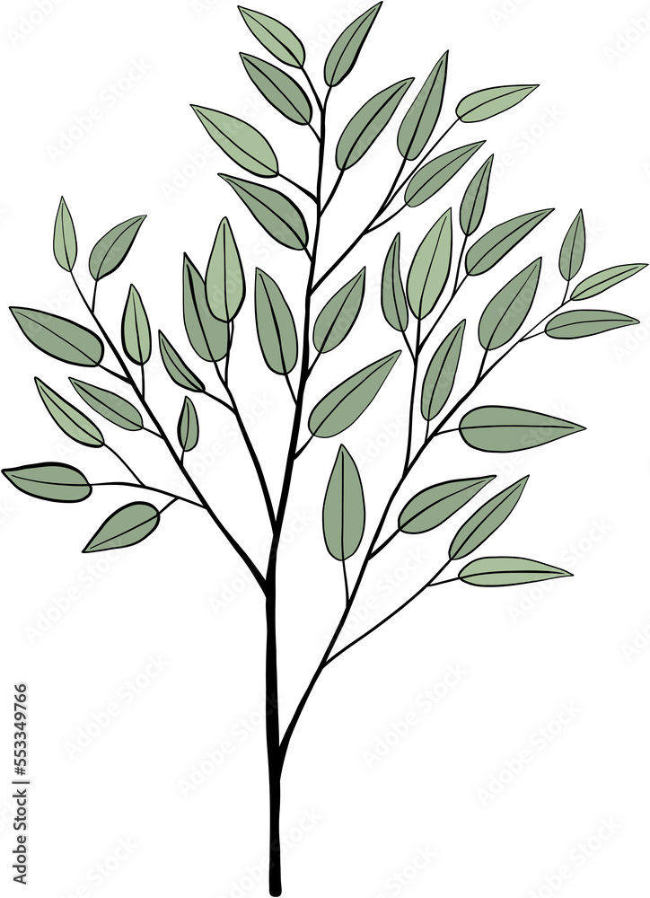 Fototapeta premium simplicity eucalyptus leaf freehand drawing.