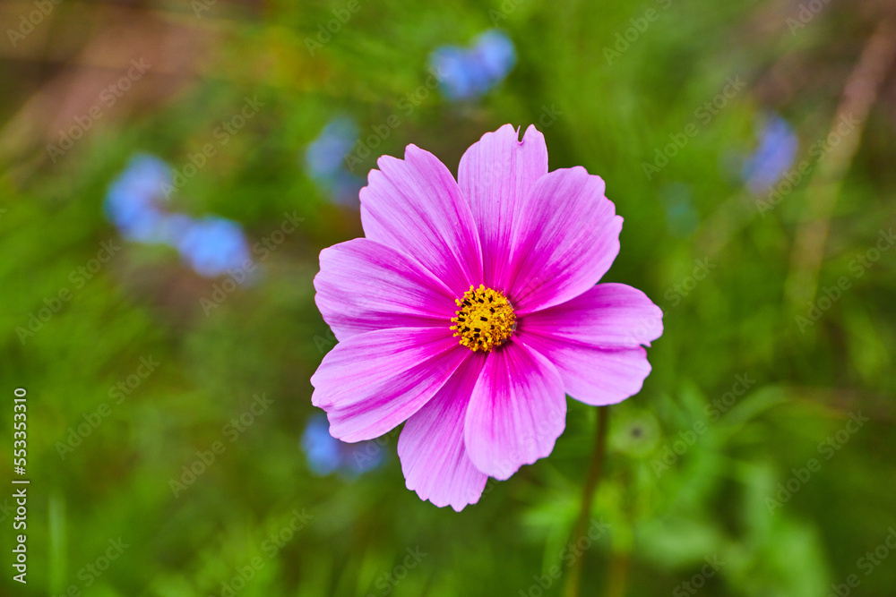 Detail of pink and yellow wildflower blossom with blue flowers soft in background Detail of pink and yellow wildflower blossom with blue flowers soft in background