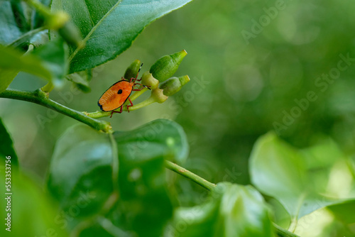 Bronze orange bug (Musgraveia sulciventris) on sucking the sap from a lemon or lime tree as new fruits are beginning to bud. Focus on the stink bug and buds with most of the foliage unfocused
