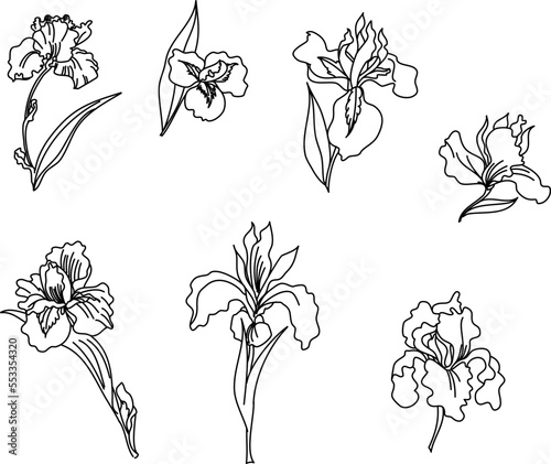 Japanese Iris flower set.hand drawn and painting iris flower.
