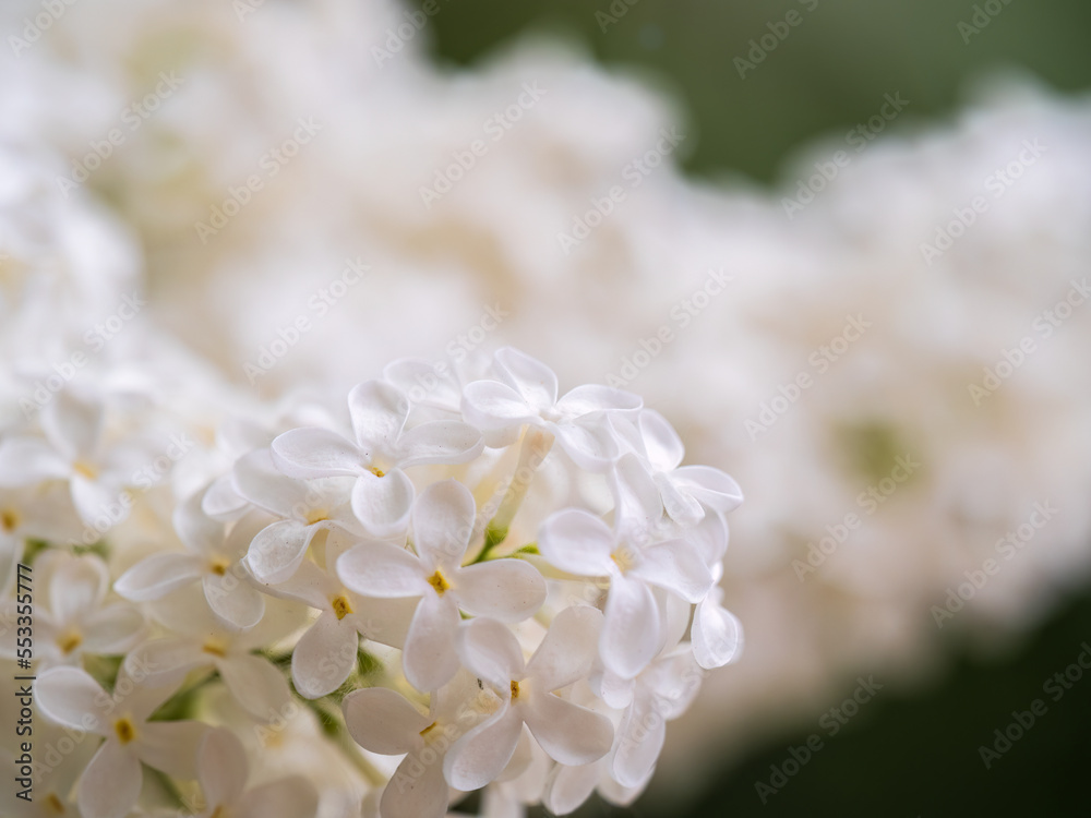 White Blooming Lilac Flowers in spring with blured background White Blooming Lilac Flowers in spring with blured background