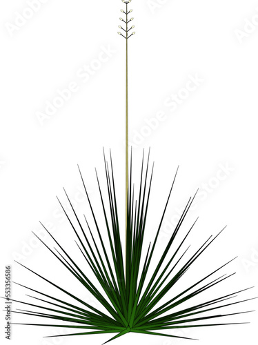 tree isolated on white background