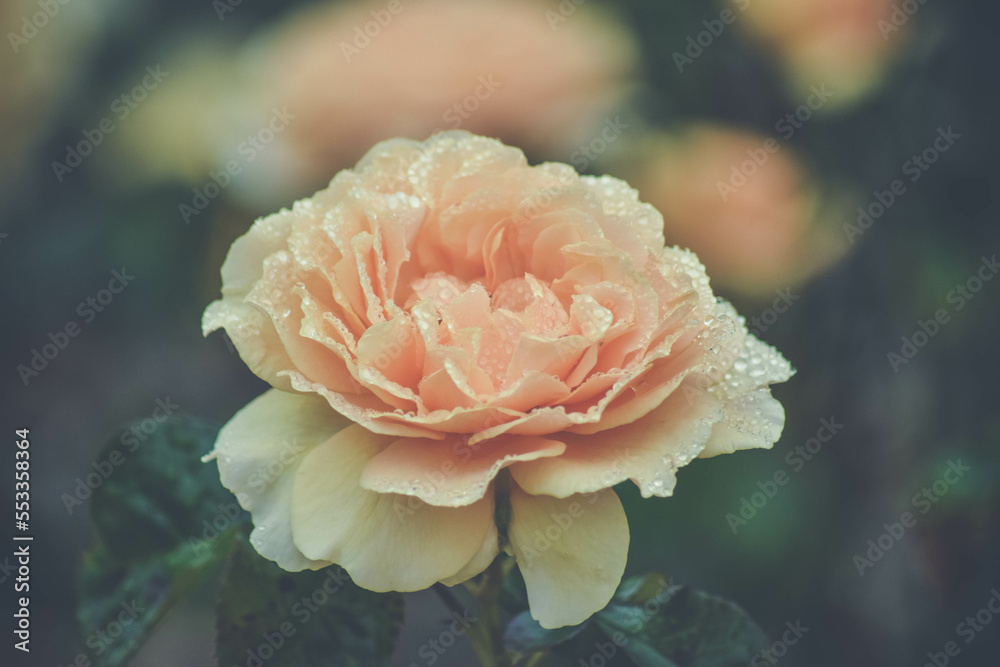 Garden Flower Garden Flower