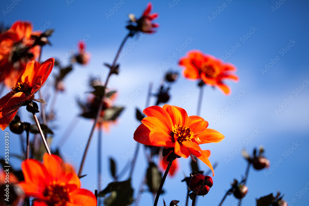 Obraz premium 広島県世羅高原農場のダリア