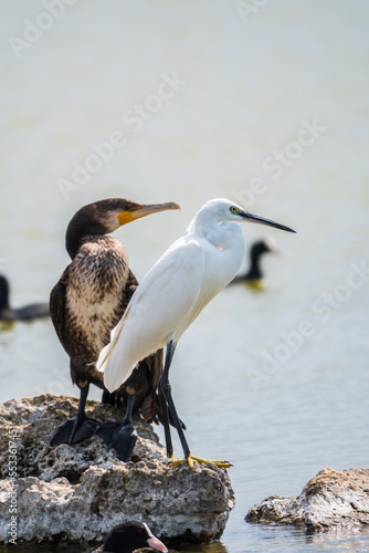 Small white heron, or Little egret, Egretta garzetta, and Great cormorant, Phalacrocorax carbo, sitting on a cliff and looking for fish in shallow water