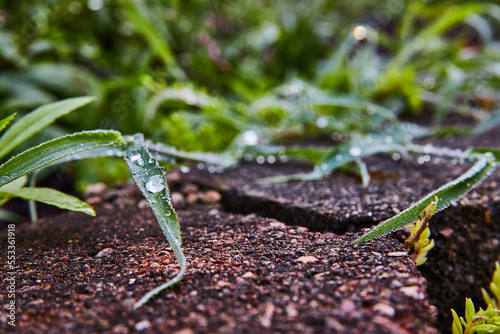 Dew drops collect on grass by garden pavers photo