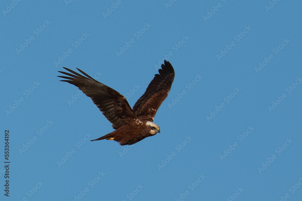 Obraz premium bird of prey in flight