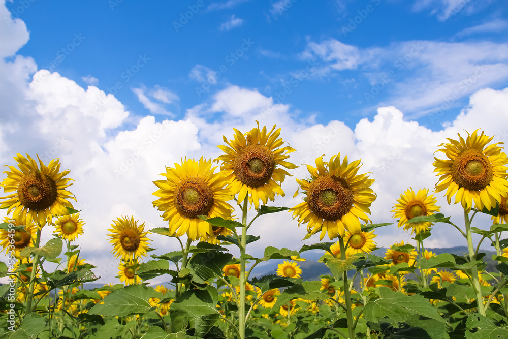 Obraz premium Colorful yellow sunflower field blooming on clouds bright blue sky in garden outdoor agriculture background