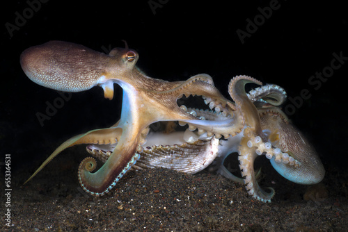 Extremely rare photo of mating of Coconut Octopuses - Amphioctopus marginatus at night. Underwater world of Tulamben, Bali, Indonesia. photo