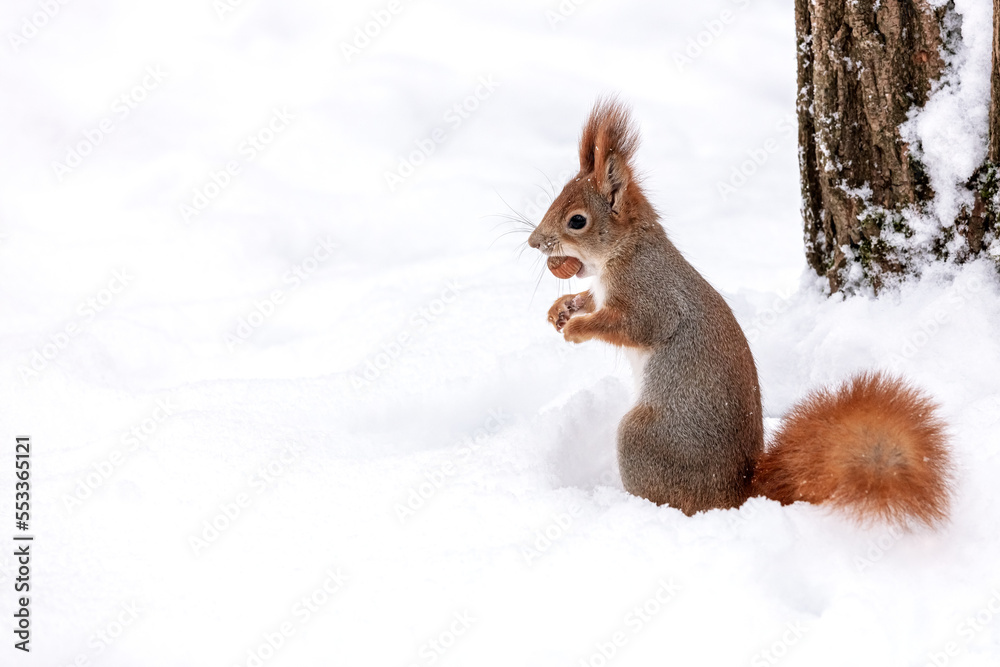 fluffy red squirrel costs on snow with a nut in a mouth fluffy red squirrel costs on snow with a nut in a mouth