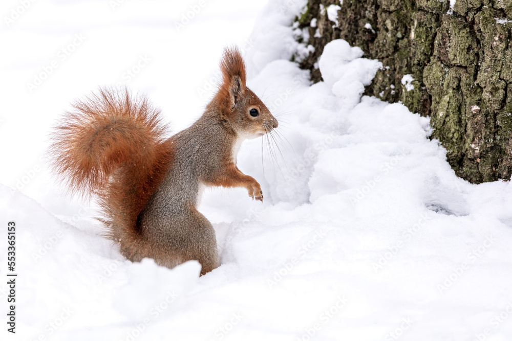 curious squirrel stands in a snowdrift. cold winter day in snowy forest. curious squirrel stands in a snowdrift. cold winter day in snowy forest.